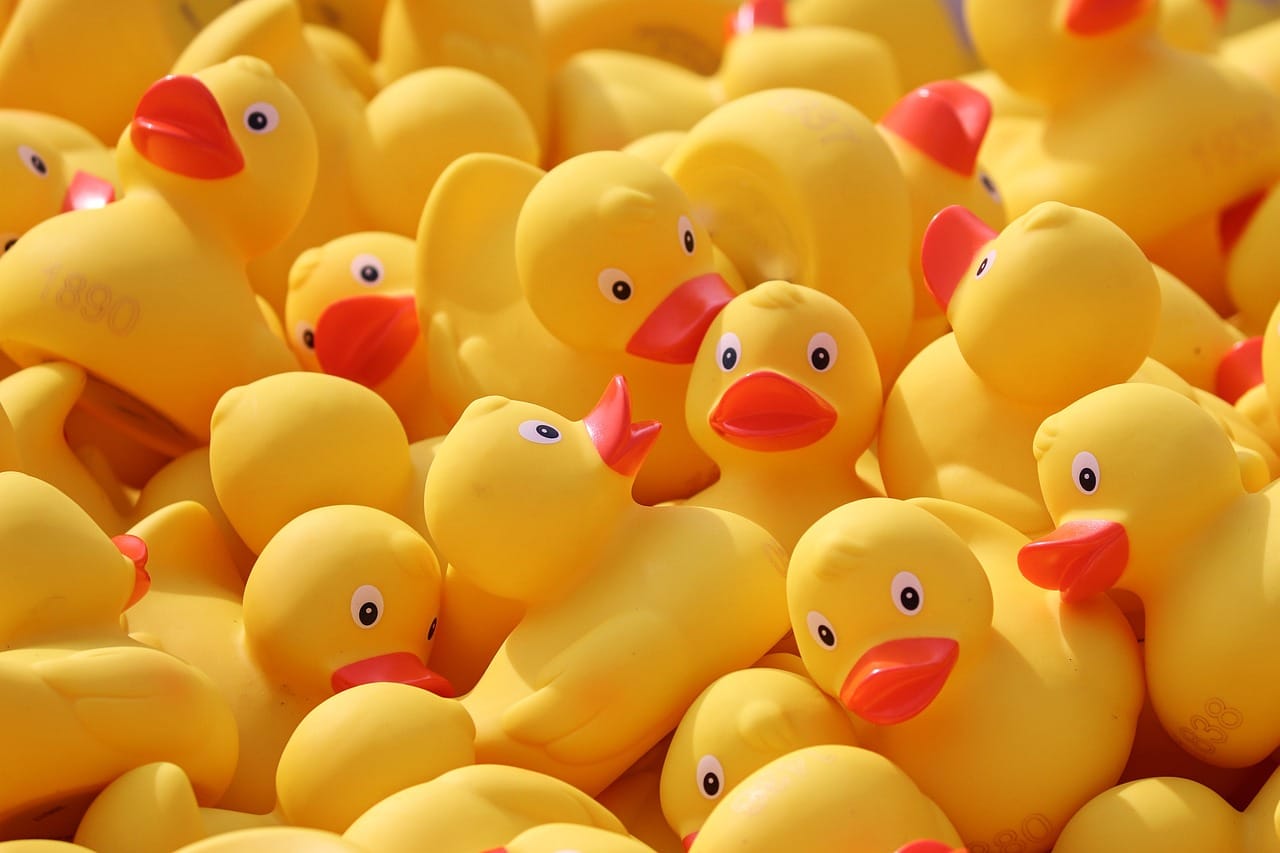 A large group of bright yellow rubber ducks with orange beaks, stacked together in preparation for a duck race event.