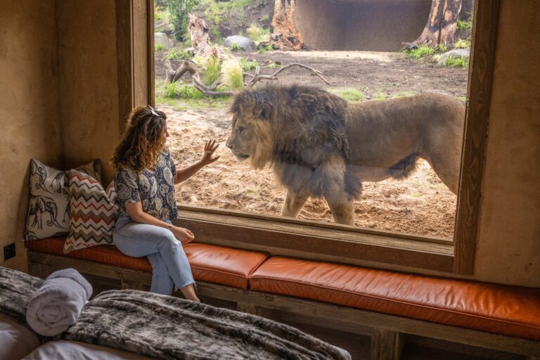 Safari Lodges at West Midlands Safari Park