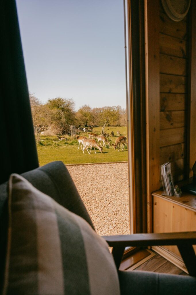 Fallow deer grazing in the field, seen from a lodge doorway at Forest View Retreat