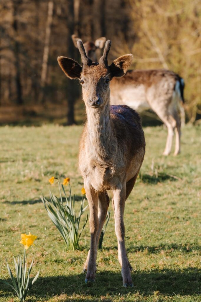 Fallow deer among daffodils in the field at Forest View Retreat near Bewdley