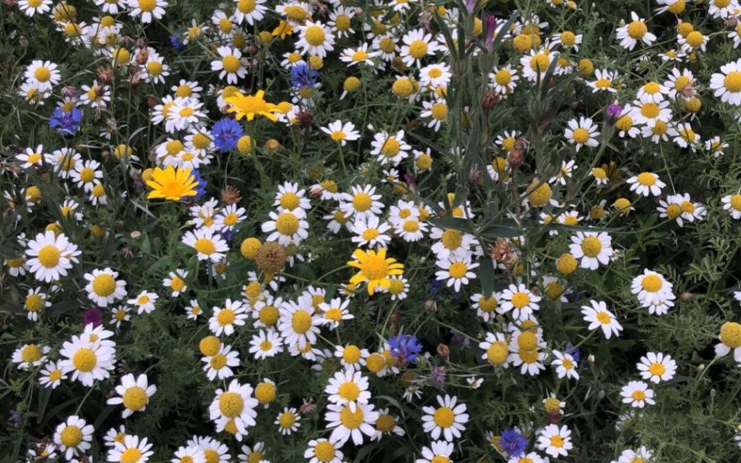 Rosie’s Posies Flower Field