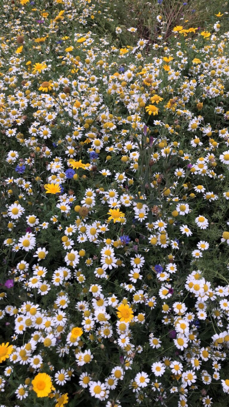 Rosie’s Posies Flower Field