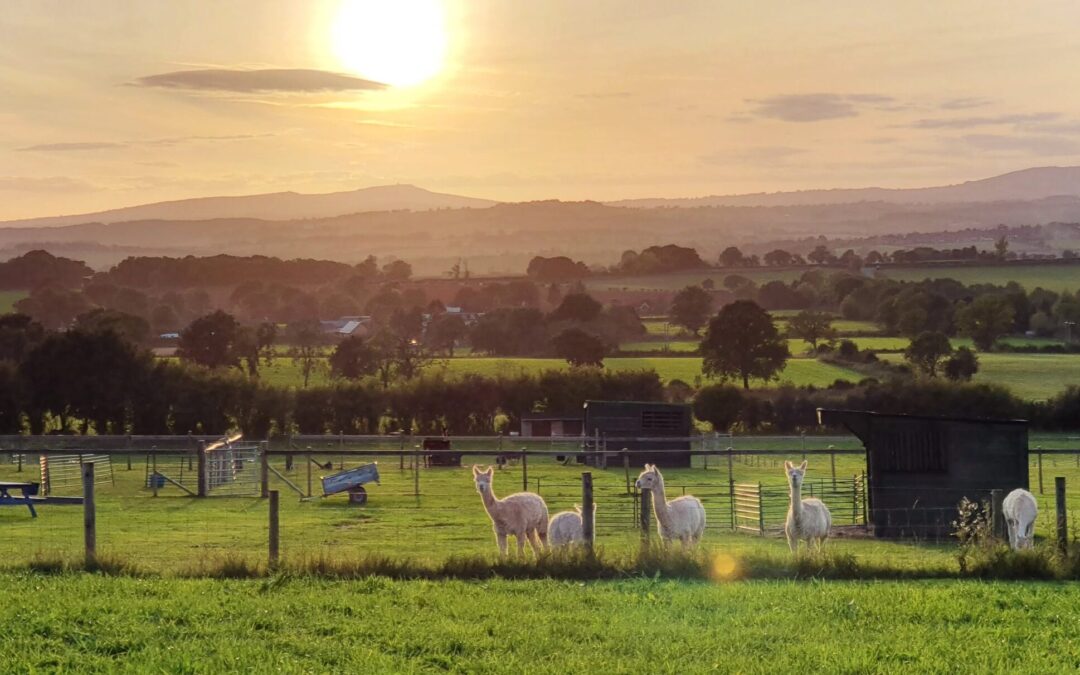 Severn Valley Alpacas