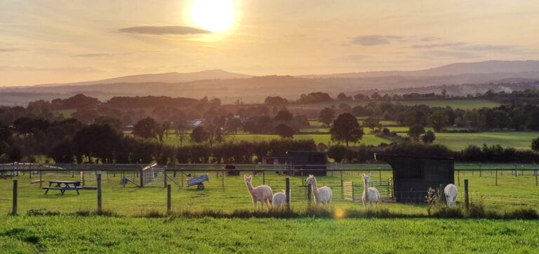 Severn Valley Alpacas